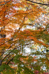 東京世田谷の寺社の紅葉