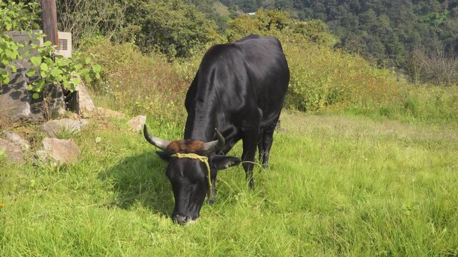 Vaca negra pastando
