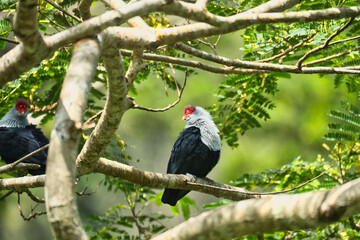 Seychelles endemic blue pigeon on tree branch inside the morn Seychellois national park, Mahe, Seychelles 