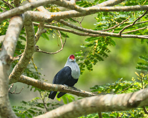 Seychelles endemic blue pigeon on tree branch inside the morn Seychellois national park, Mahe, Seychelles 