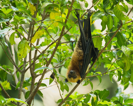 Fruit bat hanging on tree inside the botanical garden, Mahe, Seychelles