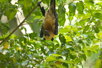 Fruit bat hanging on tree inside the botanical garden, Mahe, Seychelles 2