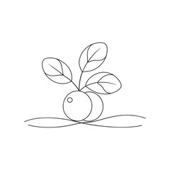  Cranberry fruit with leaf Continuous line art flat vector illustration.