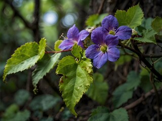 A mysterious vine with flowers that hum softly when touched by the wind