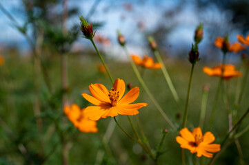 Cosmos sulphureus