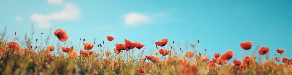Obraz premium Vibrant field of blooming poppy flowers under blue sky.