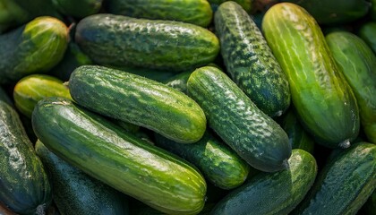 Freshly harvested cucumbers, vibrant green, glistening with moisture.