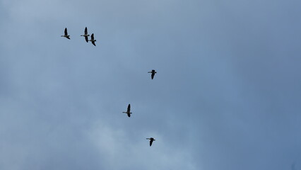 Several geese flying in the cloudy sky
