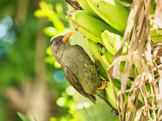 Endemic Seychelles bulbul bird eating banana, Mahe, Seychelles