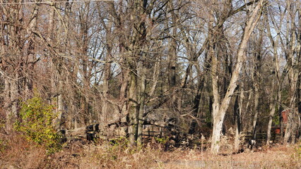 Obraz premium The forest landscape with the sunset sunlight on them in winter 