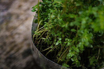 Weeds in a used plastic cup placed on a wooden table
