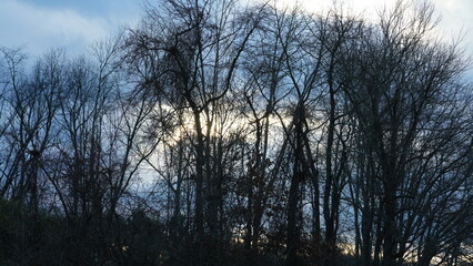 The bare branches trees view with the blue sky as background in winter
