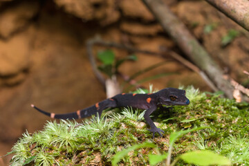 ヤンバルトカゲモドキ