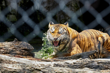 Tiger in the zoo