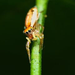 Iridescent jumping spider on passion fruit stem eating an aphid, Mahe Seychelles