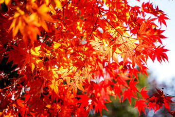 가을 단풍 fall autumn 