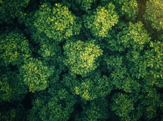 Naklejka premium Aerial View of Lush Green Forest Capturing Nature Sustainability and Carbon Capture in Vibrant Green Ecosystem