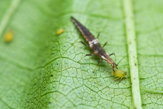 Macro photography of Brown Lacewing Larva on cotton tree leaf, Mahe, Seychelles