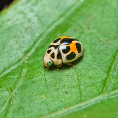 Macro photography of coloured ladybug on passion fruit leaf in garden, Mahe, Seychelles