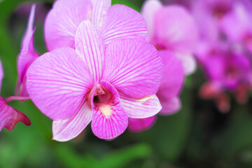 Beautiful pink orchid flower in garden with bokeh blurred background