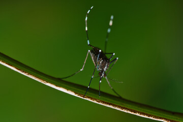 Macro photography of Genus Aedes mosquito, Mahe Seychelles