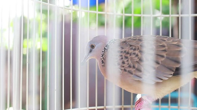 Dove Bird 2
A gray turtle dove in a white cage