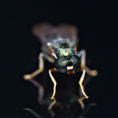 Macro photography of housefly on glass, Mahe, Seychelles