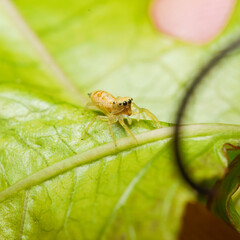 Macro photography of Iridescent jumping spider on passion fruit leaf, Mahe Seychelles