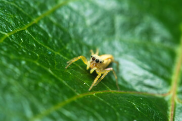 Macro photography of Iridescent jumping spider on passion fruit leaf, Mahe Seychelles