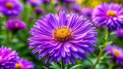 Fototapeta premium Vibrant purple Aster flower blooming in a garden , Aster, flower, purple, bloom, garden, vibrant, beautiful, petals, nature
