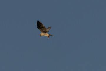 Close view of a white-tailed kite  hovering, seen in the wild in North California 