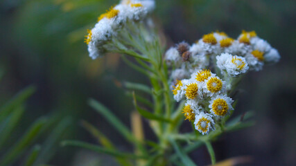 Close up of edelweiss flower