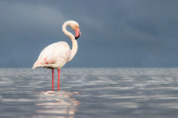 African wild birds. Lone great flamingo on the blue lagoon in the morning