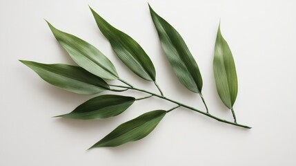 Fototapeta premium Bamboo leaves arrangement on a clean white background showcasing vibrant greenery and natural beauty for design and decor purposes.