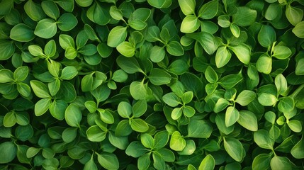 Lush green leaves background featuring vibrant sunflower microgreen sprouts ideal for nature and gardening themes.