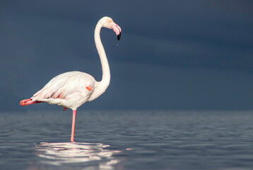 African wild birds. Lone great flamingo on the blue lagoon in the morning