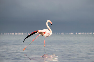 African wild birds. Lone great flamingo on the blue lagoon in the morning