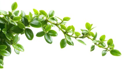 Obraz premium Foliage branch featuring vibrant green leaves isolated on a clean white background for nature and design concepts.