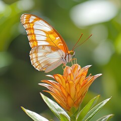 Orange Butterfly Perched on Vibrant Tropical Flower in Garden