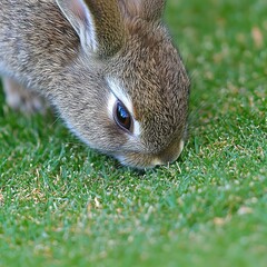 Close-Up of a Cute Rabbit Exploring Green Grass in Nature