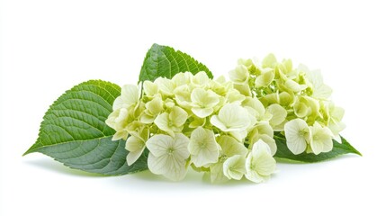 Hydrangea paniculata inflorescence with lush green leaves isolated on a clean white background showcasing delicate floral beauty.