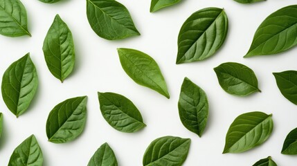 Variety of fresh green leaves arranged on a white background showcasing natural textures and shades. Ideal for botanical or wellness themes.