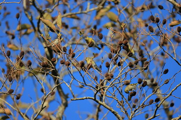 Japanese green alder of Japan's endemic species and their fruits popular with wild birds