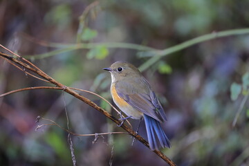 Red-franked Bluetail that stops at a branch near the ground and looks for food
