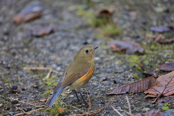 Red-franked Bluetail that goes down to the ground and looks for food