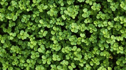 Fototapeta premium Top view of vibrant green small plant leaves forming a lush, textured background for nature and gardening themes.