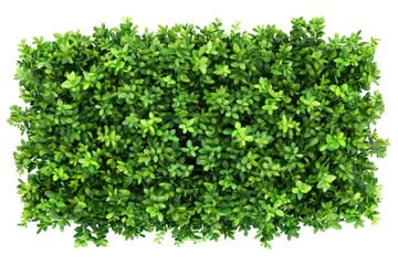 Obraz premium green plant isolated 
