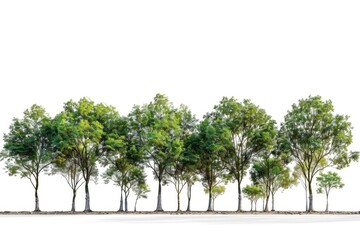 green plant isolated 