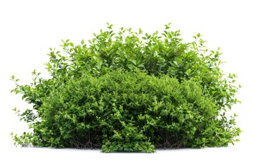 Obraz premium green plant isolated 