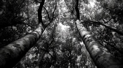 Fototapeta premium Majestic low angle view of towering trees in a dense black and white forest canopy showcasing nature's vertical beauty